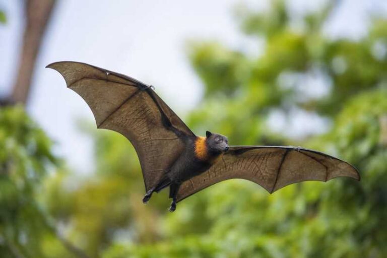 Image of a Solomons Flying Fox in its natural habitat