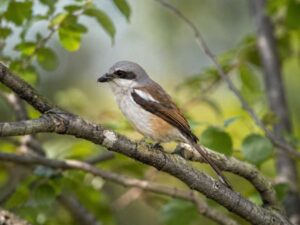Image of a Souza's Shrike in its natural habitat
