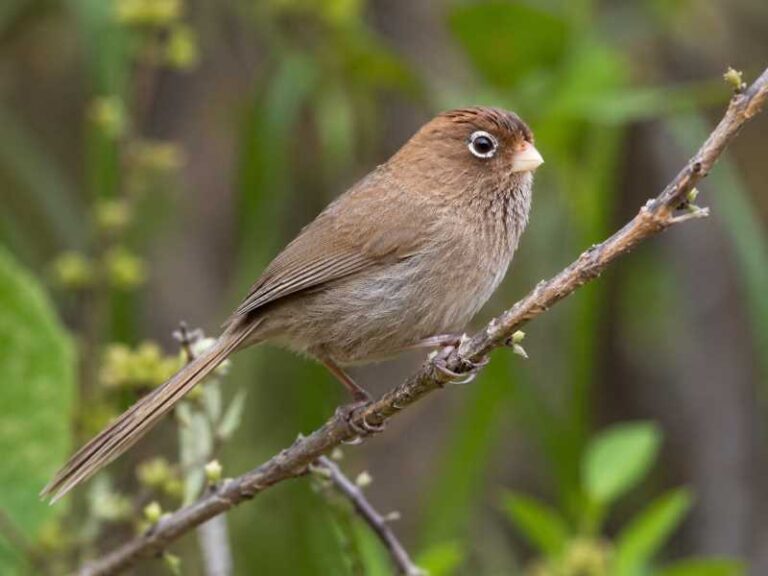 Image of a Spectacled Parrotbill in its natural habitat