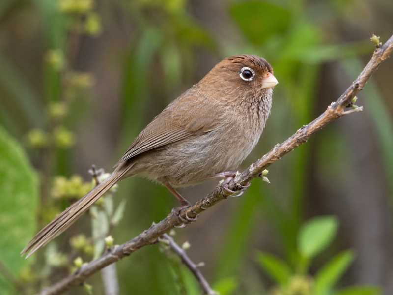 Image of a Spectacled Parrotbill in its natural habitat