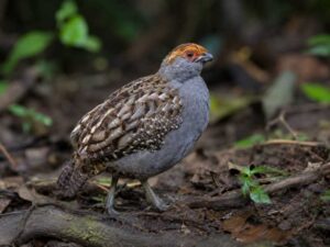 Image of a Spot-winged Wood Quail in its natural habitat