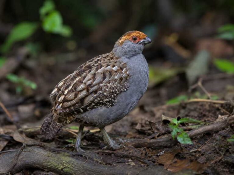 Image of a Spot-winged Wood Quail in its natural habitat