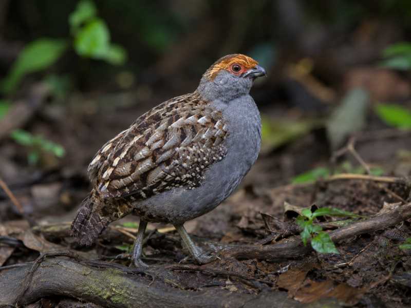 Image of a Spot-winged Wood Quail in its natural habitat