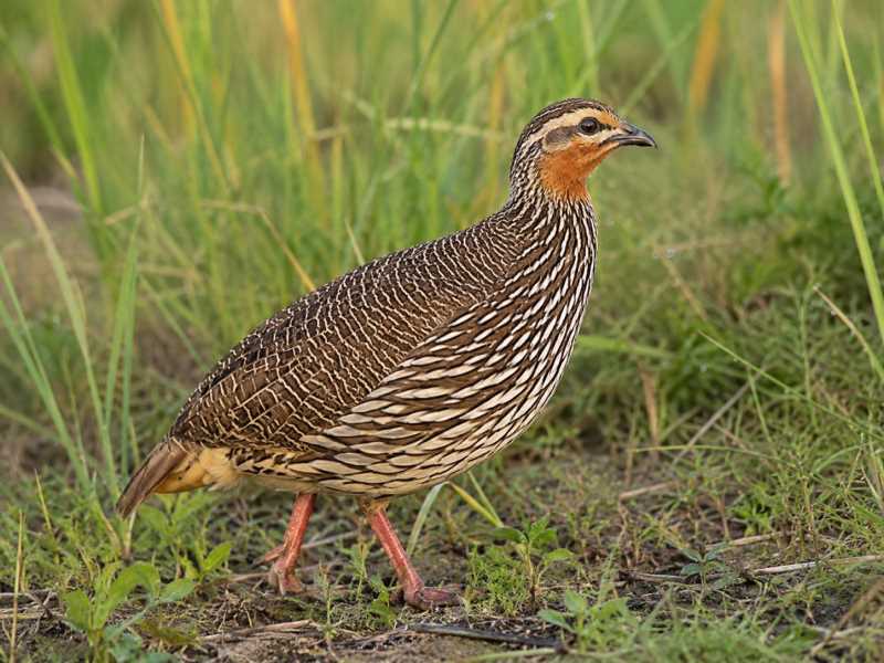 Image of a Swamp Francolin in its natural habitat