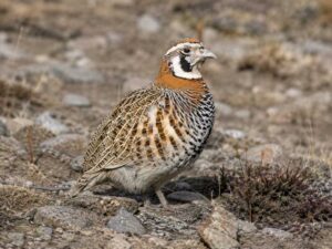 Image of a Tibetan Partridge in its natural habitat