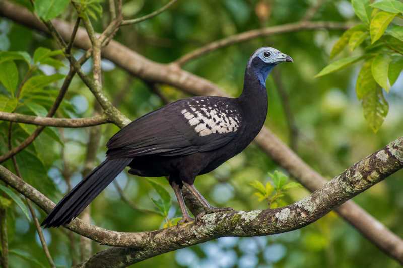 Image of a Trinidad Piping Guan in its natural habitat