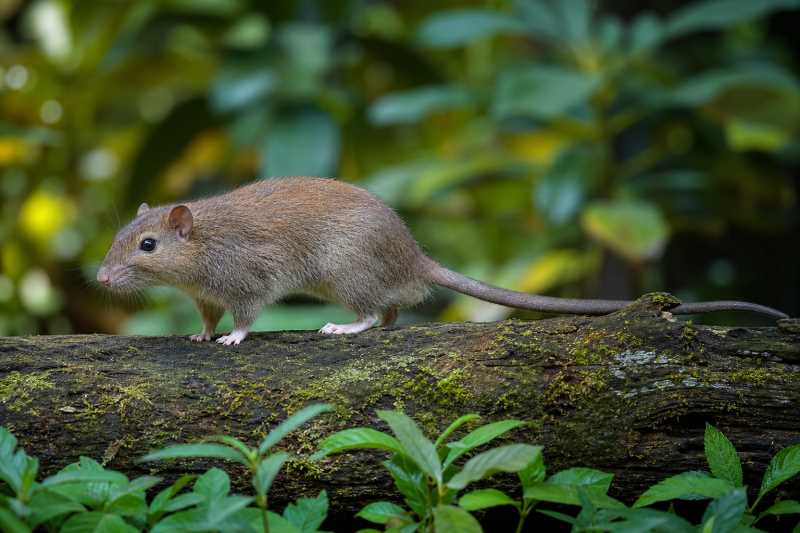 Image of a Unicolored Tree-rat in its natural habitat