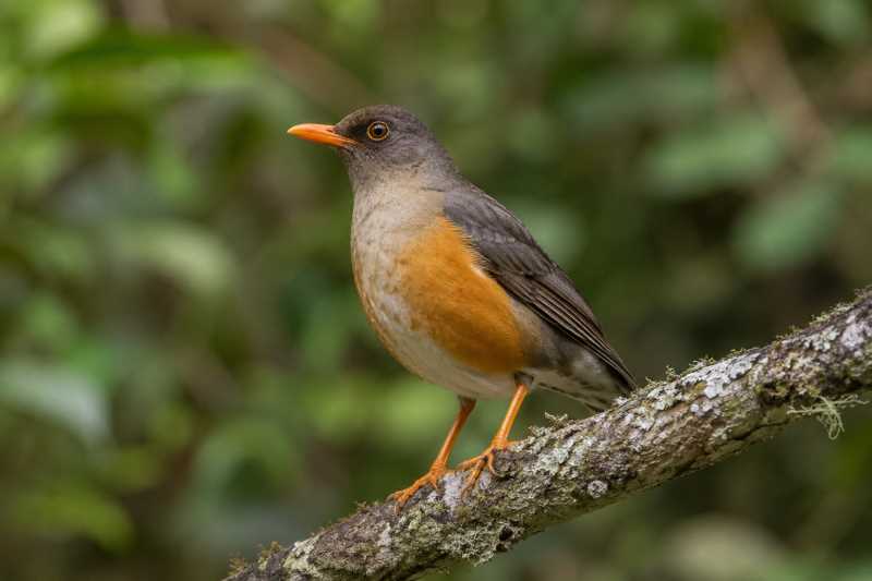 Image of a Usambara Thrush in its natural habitat