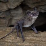 Image of a Ussuri Tube-nosed Bat in its natural habitat
