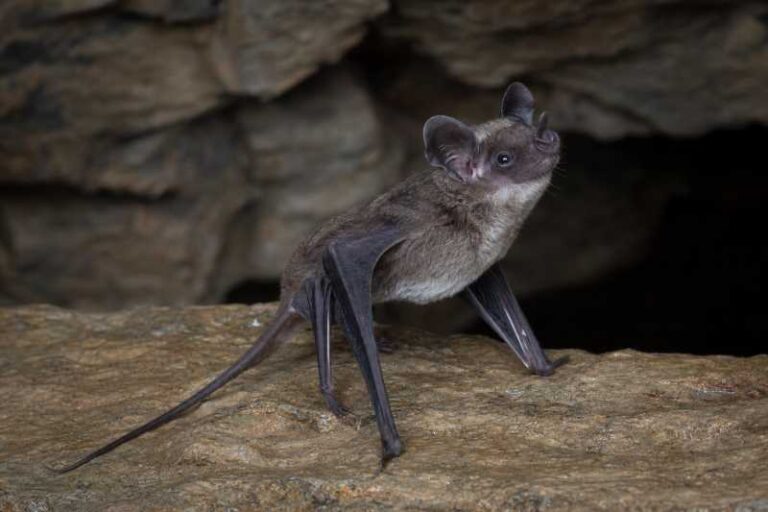 Image of a Ussuri Tube-nosed Bat in its natural habitat
