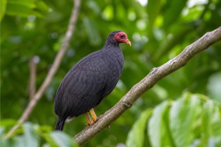 Image of a Vanuatu Megapode in its natural habitat