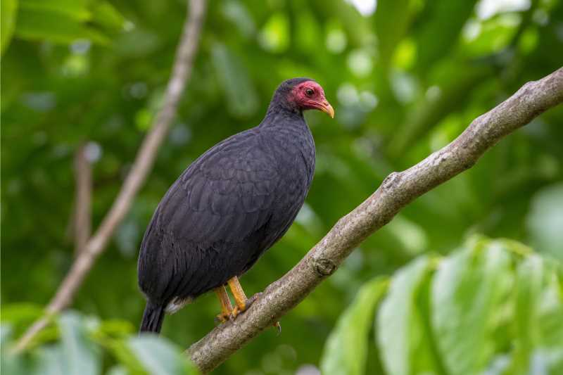 Image of a Vanuatu Megapode in its natural habitat