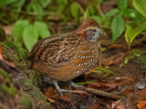 Image of a Venezuelan Wood Quail in its natural habitat