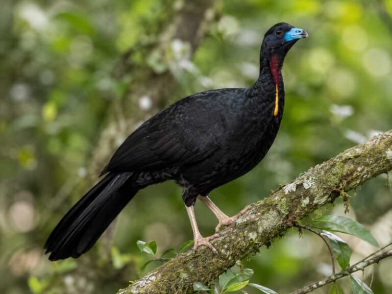 Image of a Wattled Guan in its natural habitat