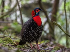Image of a Western Tragopan in its natural habitat