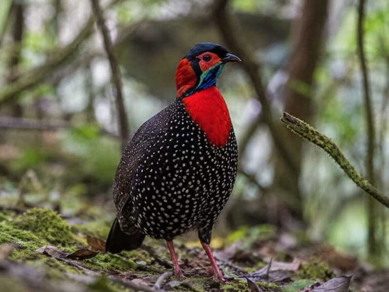 Image of a Western Tragopan in its natural habitat