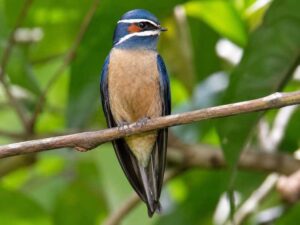 Image of a Whiskered Treeswift in its natural habitat
