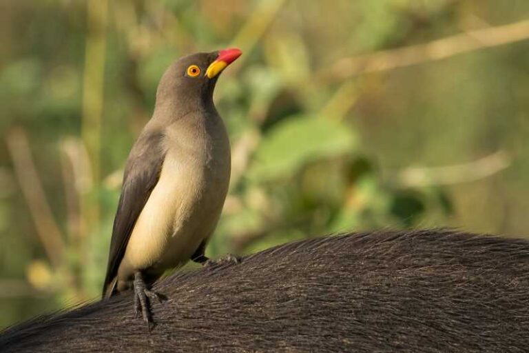 Image of a Yellow-billed Oxpecker in its natural habitat