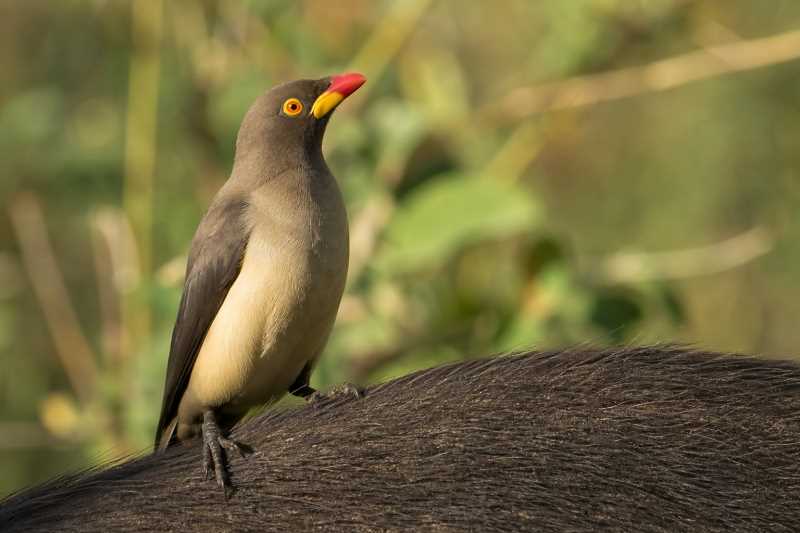 Image of a Yellow-billed Oxpecker in its natural habitat