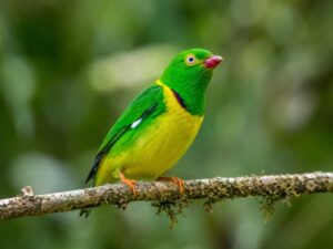 Image of a Yellow-collared Chlorophonia in its natural habitat