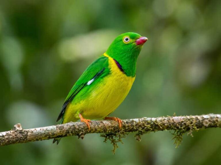 Image of a Yellow-collared Chlorophonia in its natural habitat