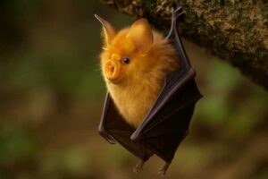 Image of a Yellow-faced Horseshoe Bat in its natural habitat