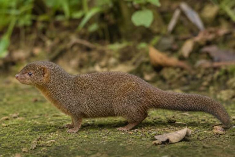 Image of a Zenker's Pygmy Anomalure in its natural habitat