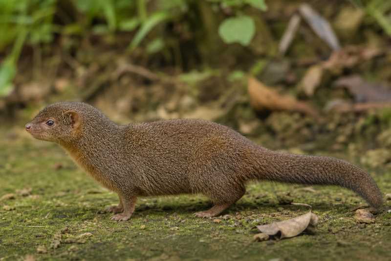 Image of a Zenker's Pygmy Anomalure in its natural habitat