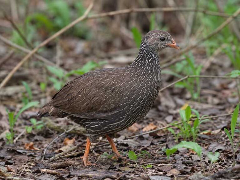 Image of a Ahanta Spurfowl in its natural habitat
