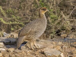 Image of a Djibouti Spurfowl in its natural habitat