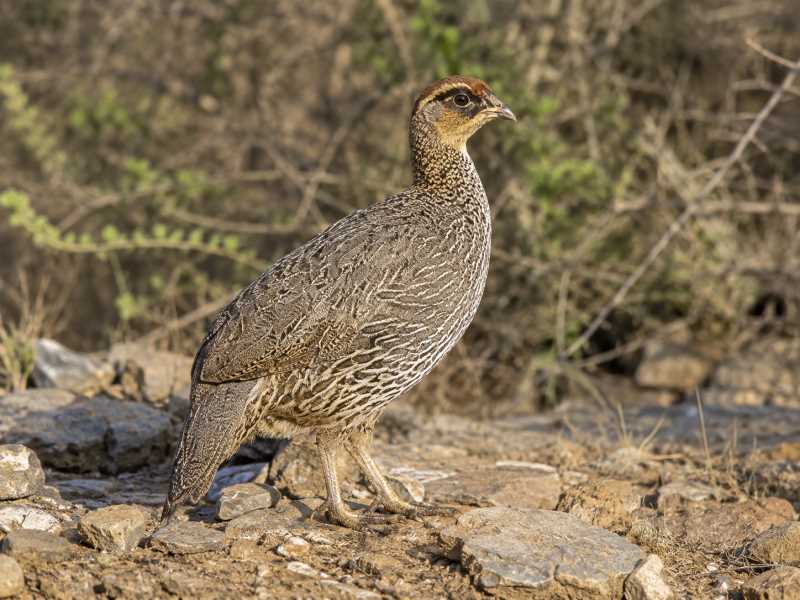 Image of a Djibouti Spurfowl in its natural habitat