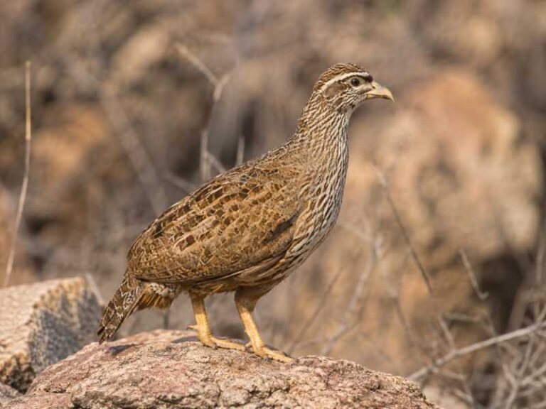 Image of a Hartlaub's Spurfowl in its natural habitat