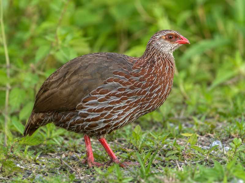 Image of a Jackson's Spurfowl in its natural habitat