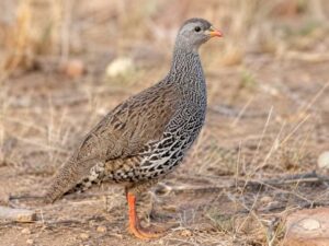 Image of a Natal Spurfowl in its natural habitat
