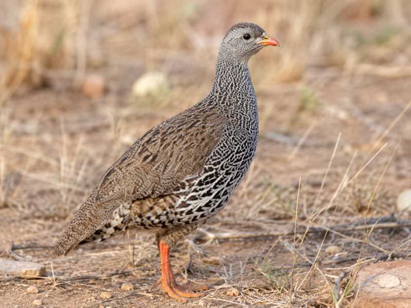 Image of a Natal Spurfowl in its natural habitat