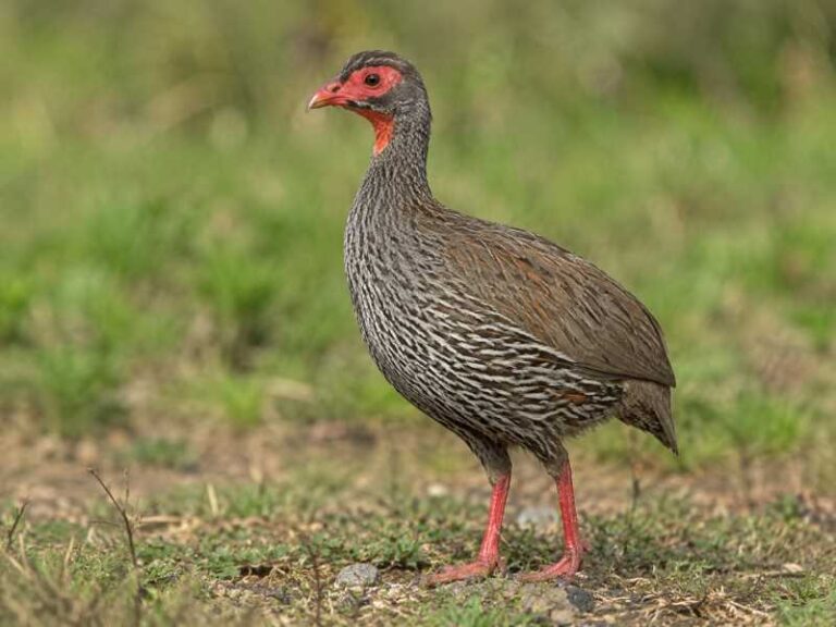 Image of a Red-necked Spurfowl in its natural habitat