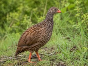 Image of a Scaly Spurfowl in its natural habitat