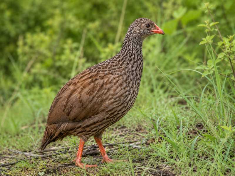 Image of a Scaly Spurfowl in its natural habitat