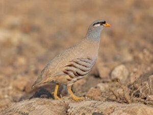 Image of a See-see Partridge in its natural habitat