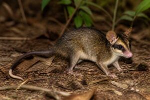 Image of a Aceramarca Opossum in its natural habitat