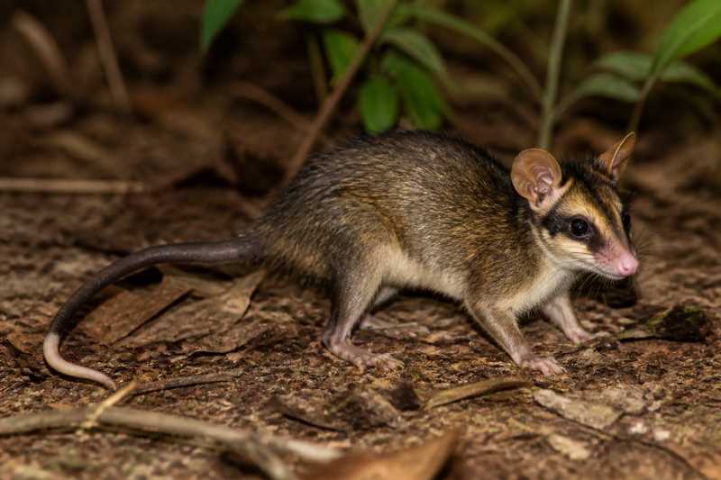 Image of a Aceramarca Opossum in its natural habitat