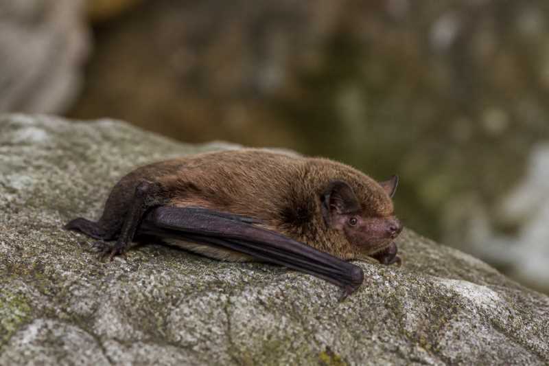 Image of a Aellen's Pipistrelle in its natural habitat