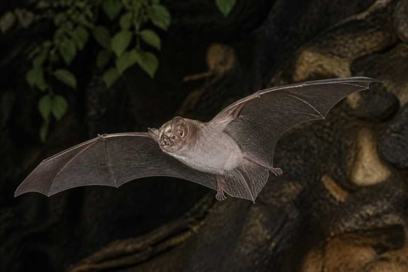 Image of a Aellen's Roundleaf Bat in its natural habitat