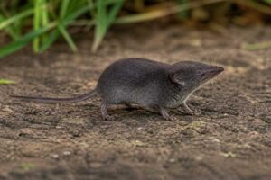 Image of a African Black White-toothed Shrew in its natural habitat
