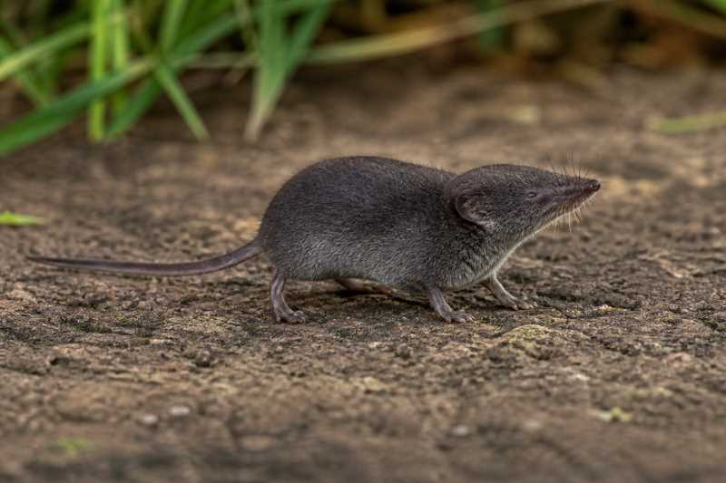 Image of a African Black White-toothed Shrew in its natural habitat