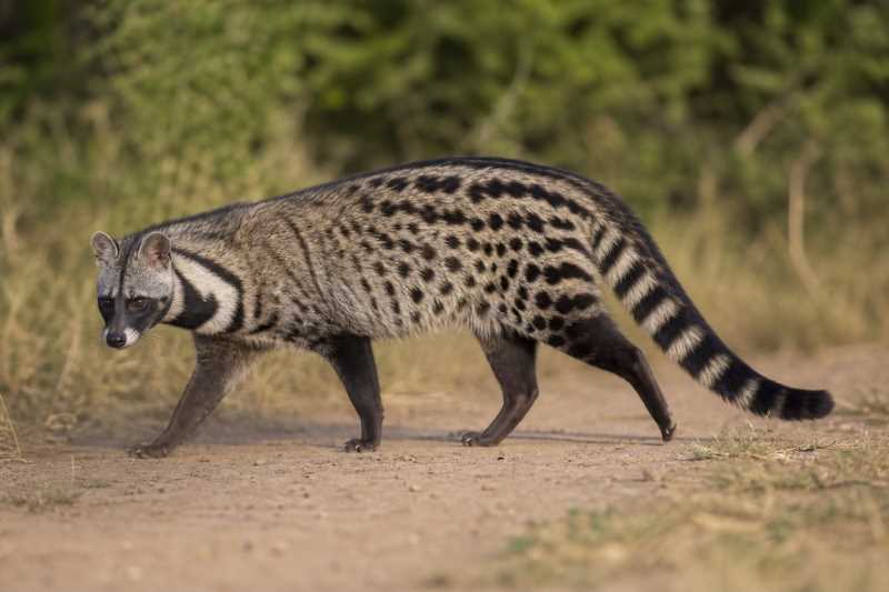 Image of a African Civet in its natural habitat