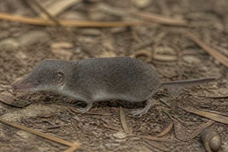Image of a African Dusky White-toothed Shrew in its natural habitat