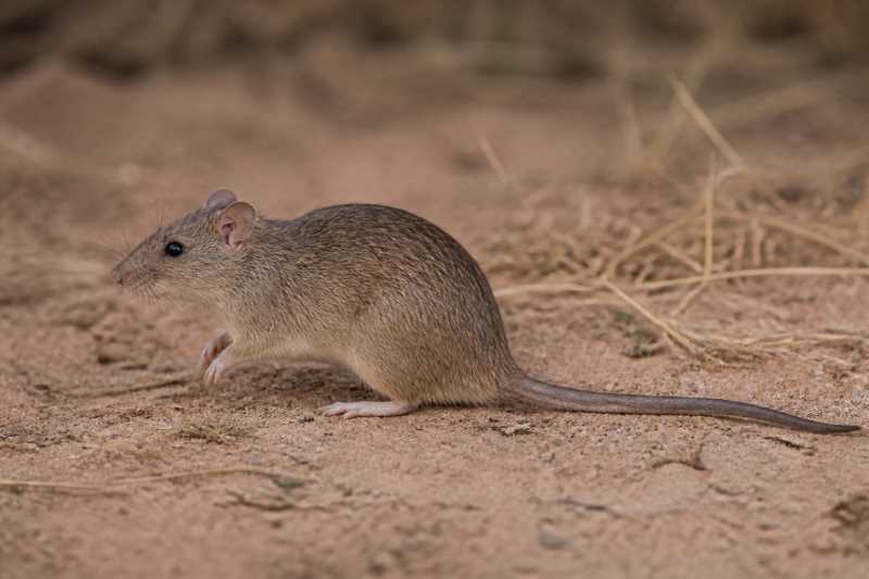 Image of a African Grass Rat in its natural habitat
