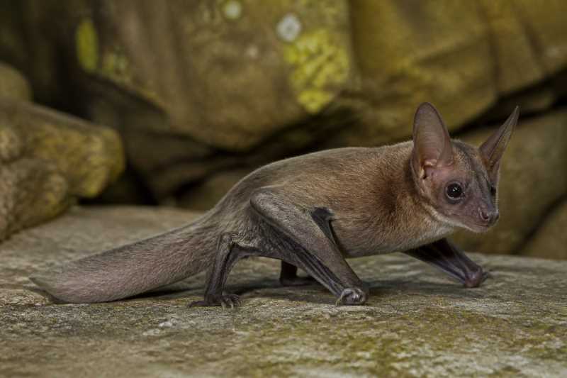 Image of a African Sheath-tailed Bat in its natural habitat
