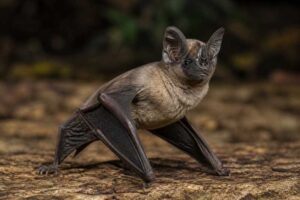 Image of a African Trident Bat in its natural habitat
